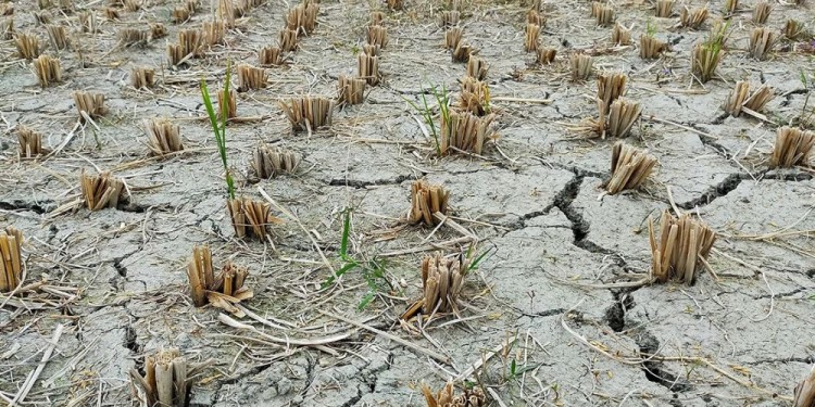 RETENCIONES. La recaudación en derechos a las exportaciones cayó casi un 50%.