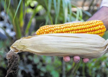 Crearon un maíz adaptado a Misiones y lo demanda el país