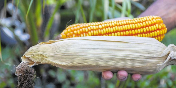 BAUTISTA. El maíz creado para cubrir las necesidades de la chacra misionera (gentileza INTA Misiones).