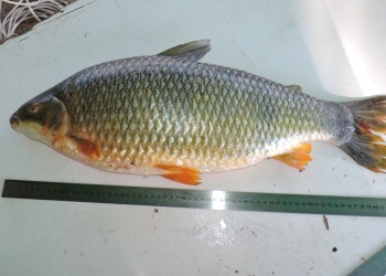 Peces del río Paraná: Megaleporinus piavussu