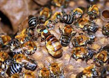 Meliponicultores pueden  inscribirse en el registro