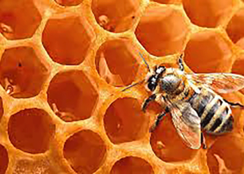 Solo la miel podrá aludir a panales y abejas en los rótulos