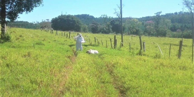 SITIO. Personal de Criminalística de la Unidad Regional III en el lugar donde faenaron al animal y asesinaron al colono de varios disparos.