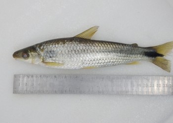 Peces del río Paraná: Schizodon nasutus