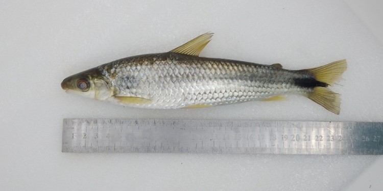 Foto gentileza Danilo R. Aichino