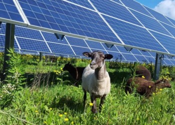 Energía agrivoltaica, la oportunidad de generar electricidad y alimentos