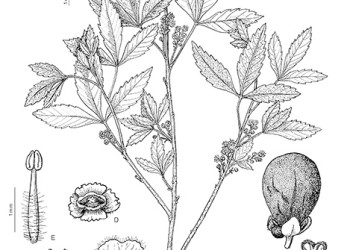 Ecosanación: cocú o chalchal, que ayuda a bajar la presión