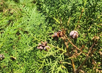 Ecosanación: Estrella Guía, pitanga y ciprés