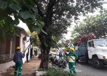 Piden la colaboración de los vecinos para no realizar podas sin una autorización
