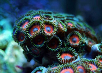 Día Mundial de los Arrecifes: su importancia y cómo protegerlos