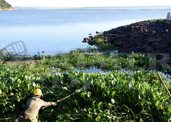Invasión de camalotes en el río, más voluminosa que lo habitual
