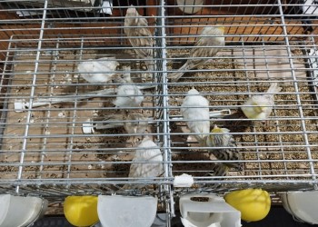 Interceptan a misionero con tráfico de fauna silvestre en Corrientes