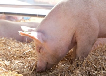 Triquinosis: pautas de prevención en producción y consumo de carne