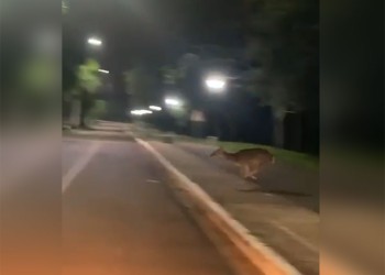 Filman a un ciervo corriendo en plena zona urbana de Eldorado