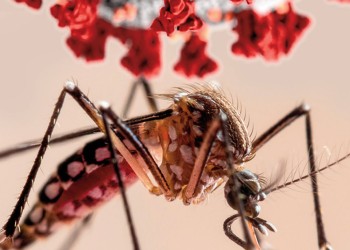 Un estudio demuestra cómo actúa el virus del dengue en el organismo