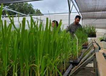 Repartirán semillas para mejorar rendimientos de la caña de azúcar