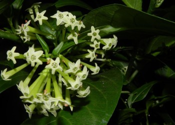 Ecosanación: Caballero de la noche