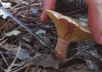 “La comida siempre es una herramienta para la transferencia del conocimiento”