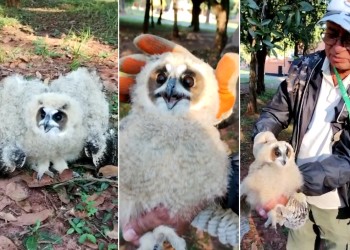 Rescataron una cría de un lechuzón orejudo en Posadas