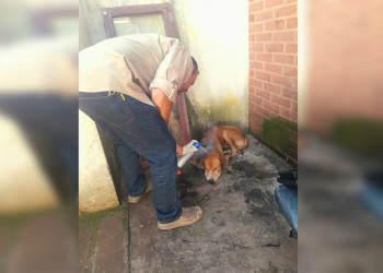 Alarmante: la policía recibe unos diez llamados diarios por maltrato animal en Misiones