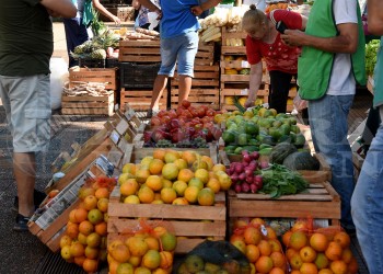 Fin del faltante: las ferias vuelven a recibir naranjas