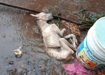Una mujer fue acusada de matar a un perro arrojándole agua caliente