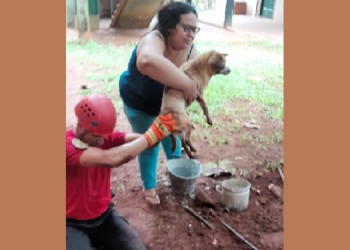 Rescatan con vida a un perro ciego que quedó atrapado en un desagüe