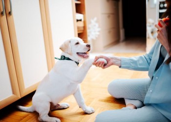 ¿De qué se trata el adiestramiento canino?