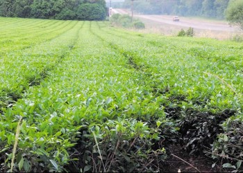 Nuevas plantas para agregar valor a la producción de té en la provincia
