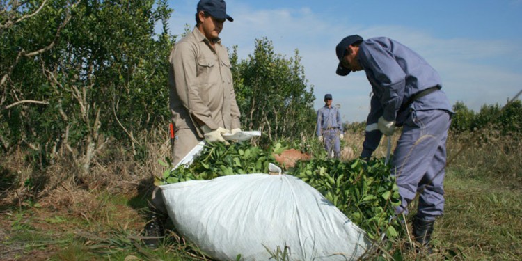 ACTIVIDAD. El año pasado se levantó la cosecha de yerba más grande de la historia con mano de obra local.