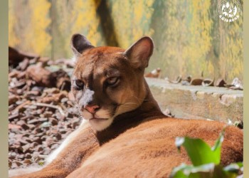 Buscan a una puma que se escapó junto a otra ejemplar del Refugio Güirá Oga