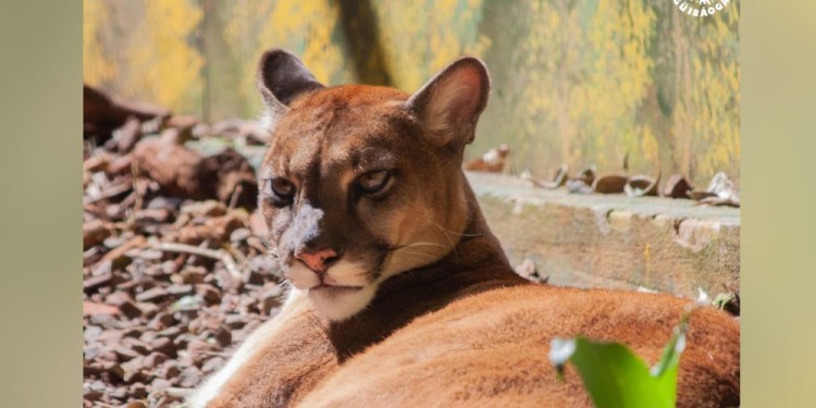 (Foto Refugio Güirá Oga)