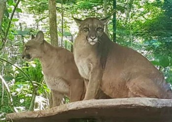 Aún no fue capturada la otra puma que escapó del refugio Güirá Oga