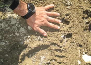 Vecino del Salto Berrondo denunció supuesta presencia de felinos en los alrededores