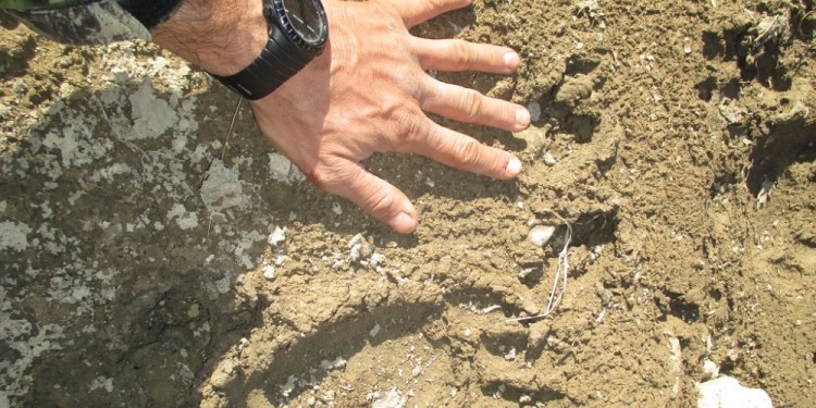 (Imagen Ilustrativa).