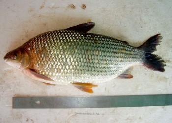 Peces del río Paraná: el sábalo