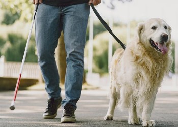 Enseñar al cachorro en obediencia
