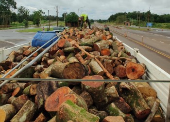 Incautaron cargamento de madera nativa en Alem