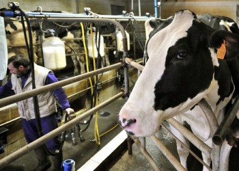 El costo de producir leche supera 25% el precio pagado al productor