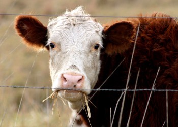 El abastecimiento de agua sigue siendo crítico para la ganadería