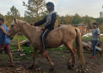 Robaron un potrillo y una yegua en Posadas