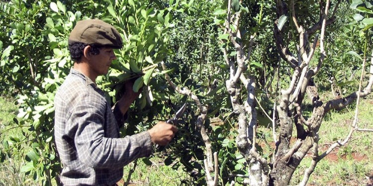 YERBA MATE. El “oro verde”, nuevamente objeto de cruces entre el oficialismo y la oposición.