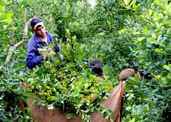 “Hay empresas que están comprando la hoja verde por arriba del precio del laudo”