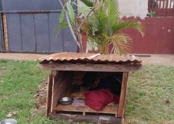 Una cucha especial para La Negrita del Guazú