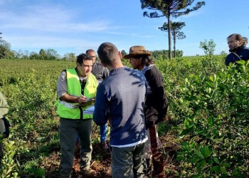 Trabajo detectó más de 50 infracciones laborales en la cosecha de yerba mate