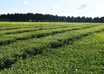 Optimizan el rendimiento del té a través del mejoramiento genético