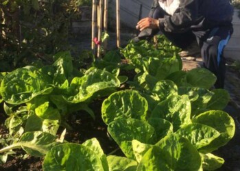Diez consejos para armar una huerta en tu patio en invierno