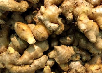 Jengibre de Gobernador López se comercializa a varias provincias