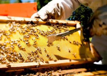 La miel misionera, eslabón de una biodiversidad en crecimiento