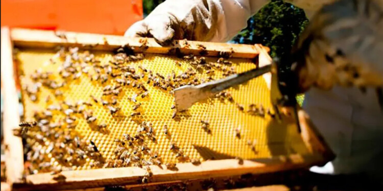 PRODUCCIÓN ORGÁNICA. Se deben proteger los bienes comunes, como el agua, el aire, el suelo, las semillas.